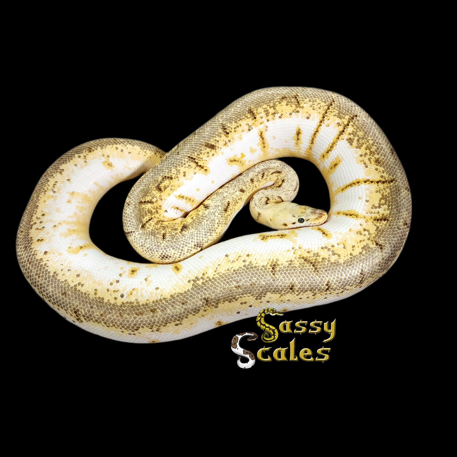 Sugar Spinner Blast Ball Python by Sassy Scales - MorphMarket