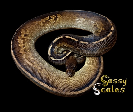 Highway Ball Python by Sassy Scales - MorphMarket