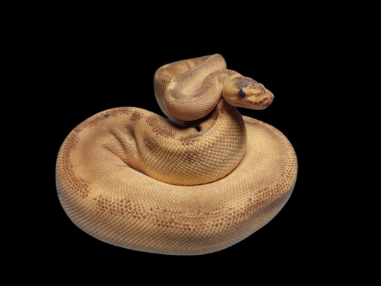Champagne 66% Het VPI Axanthic Ball Python by Sassy Scales