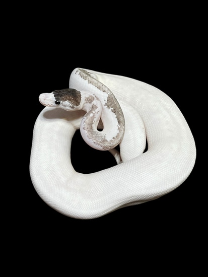 Pastel Grey Matter Ball Python by Sassy Scales