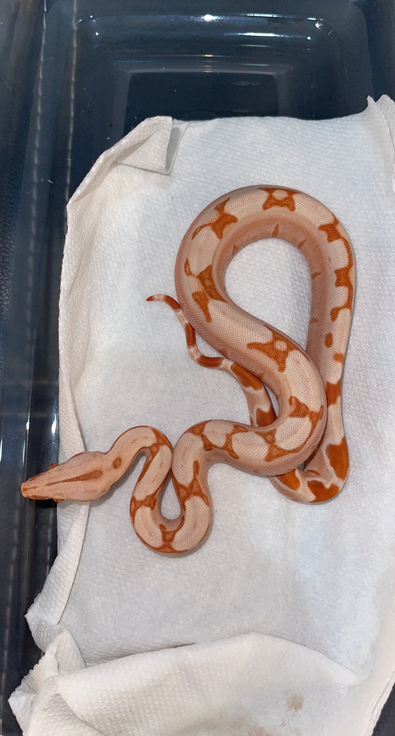 Lipstick Sunglow Jungle Boa Constrictor by 3rd Coast Exoticz MorphMarket