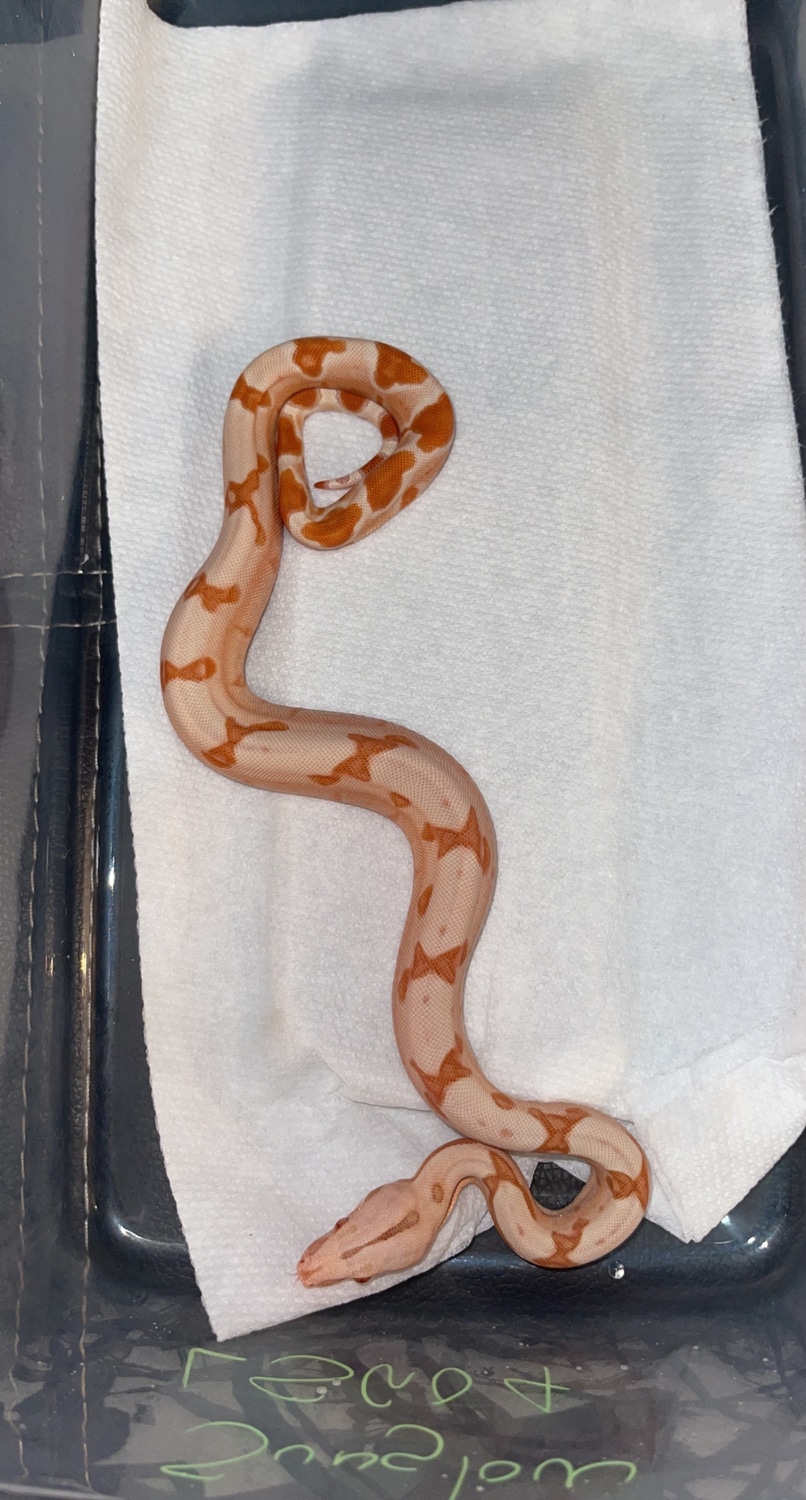 Lipstick Sunglow Jungle Boa Constrictor by 3rd Coast Exoticz MorphMarket