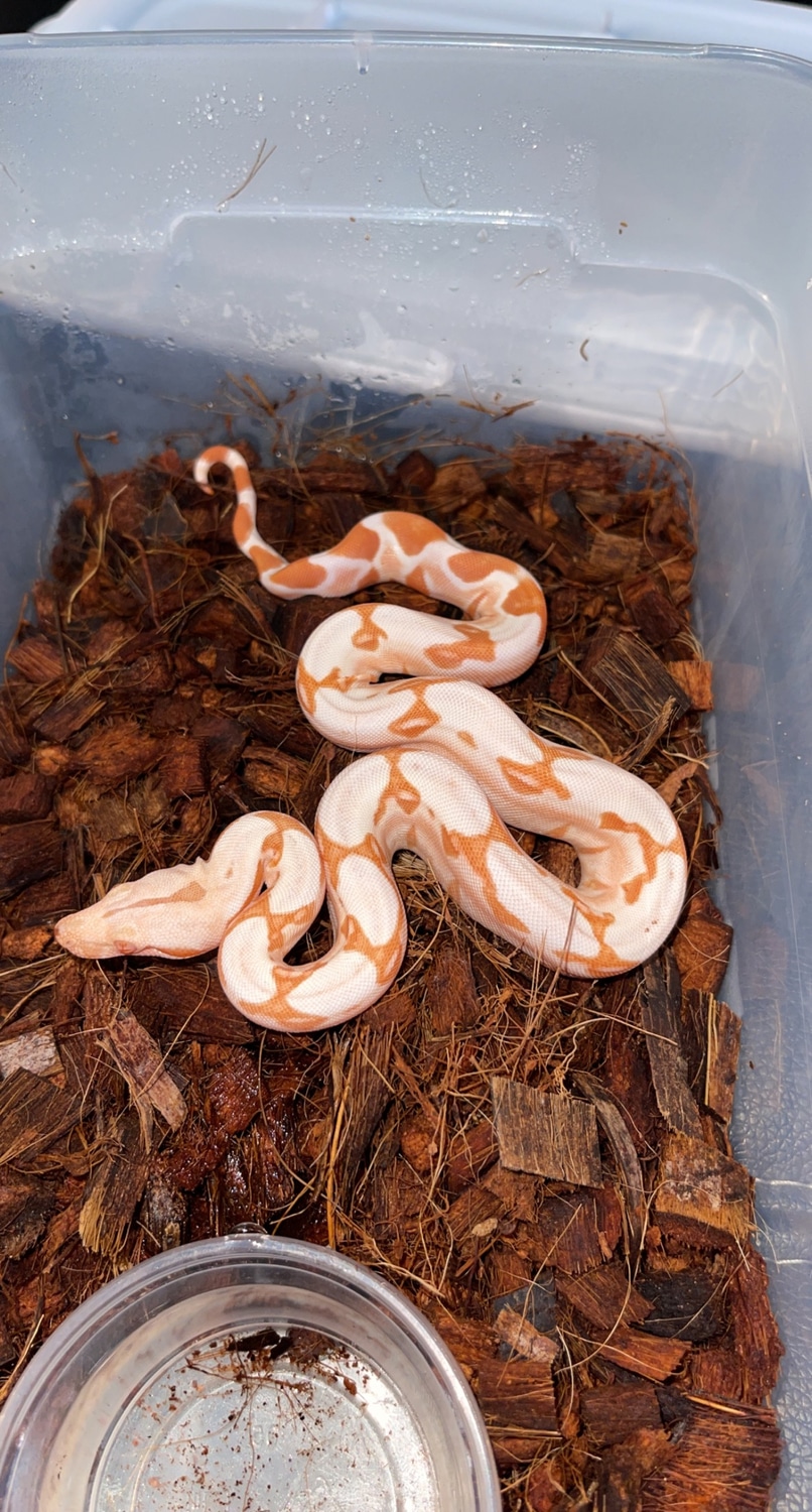 Lipstick Sunglow Pos Jungle Boa Constrictor by 3rd Coast Exoticz MorphMarket