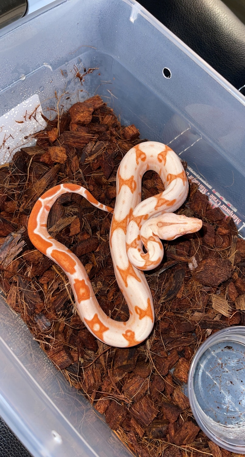 Lipstick Sunglow Jungle Boa Constrictor by 3rd Coast Exoticz MorphMarket