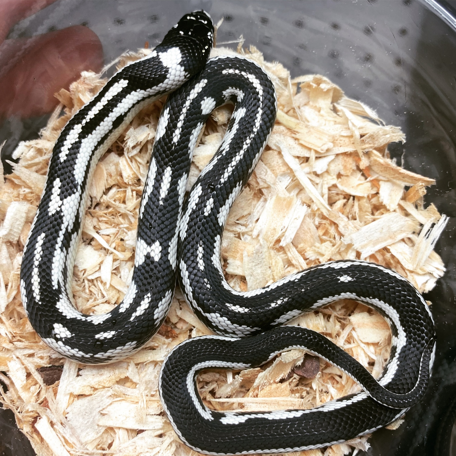 Aberrant Cal King California Kingsnake by ROCKY TOP Exotics MorphMarket
