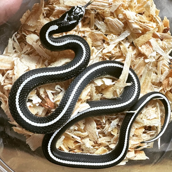 Scissors Crossing California Kingsnake by ROCKY TOP Exotics