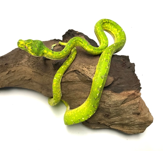 Biak Green Tree Python Female 1 by SATOO