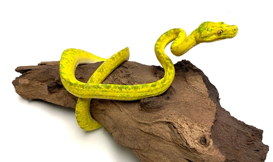 Biak Green Tree Python Female 3 by SATOO