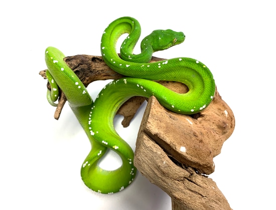 Aru Green Tree Python Female by SATOO