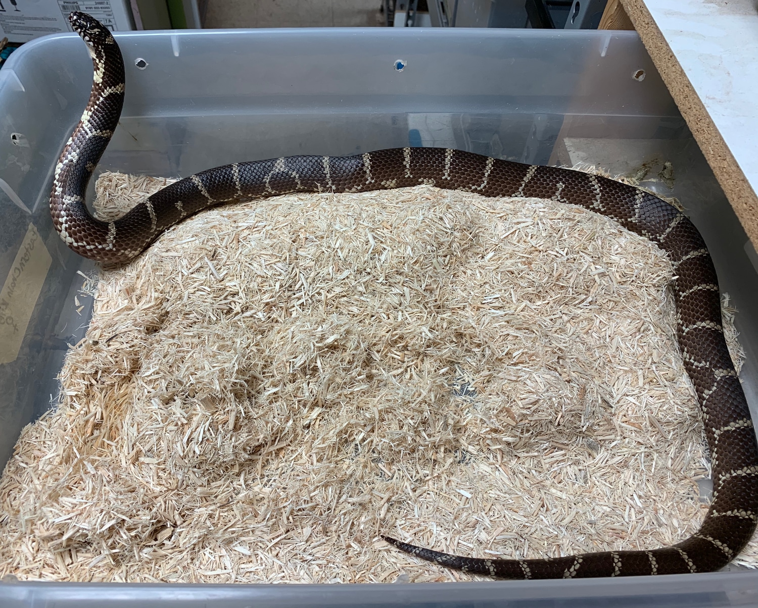 Chain Kingsnake Eastern Kingsnake by SATOO MorphMarket