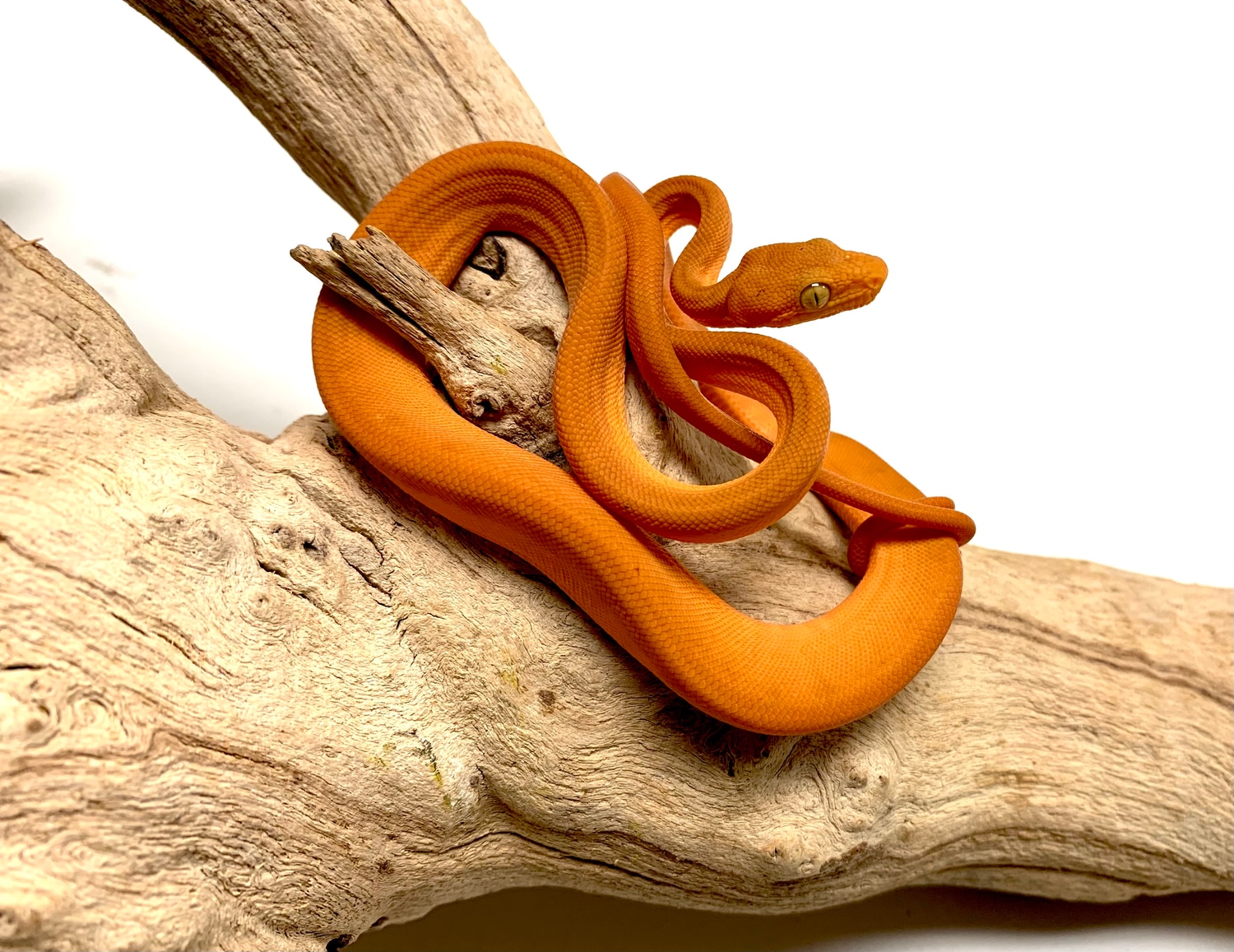 Colored Patternless Amazon Tree Boa by SATOO MorphMarket