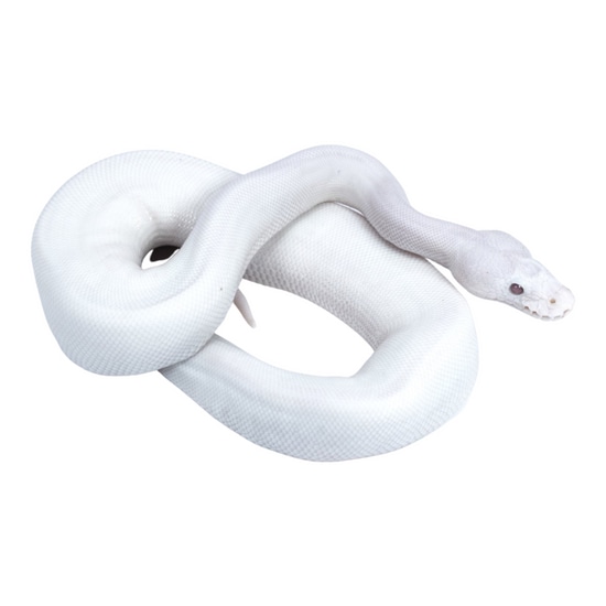 White Demon Ball Python by SATOO