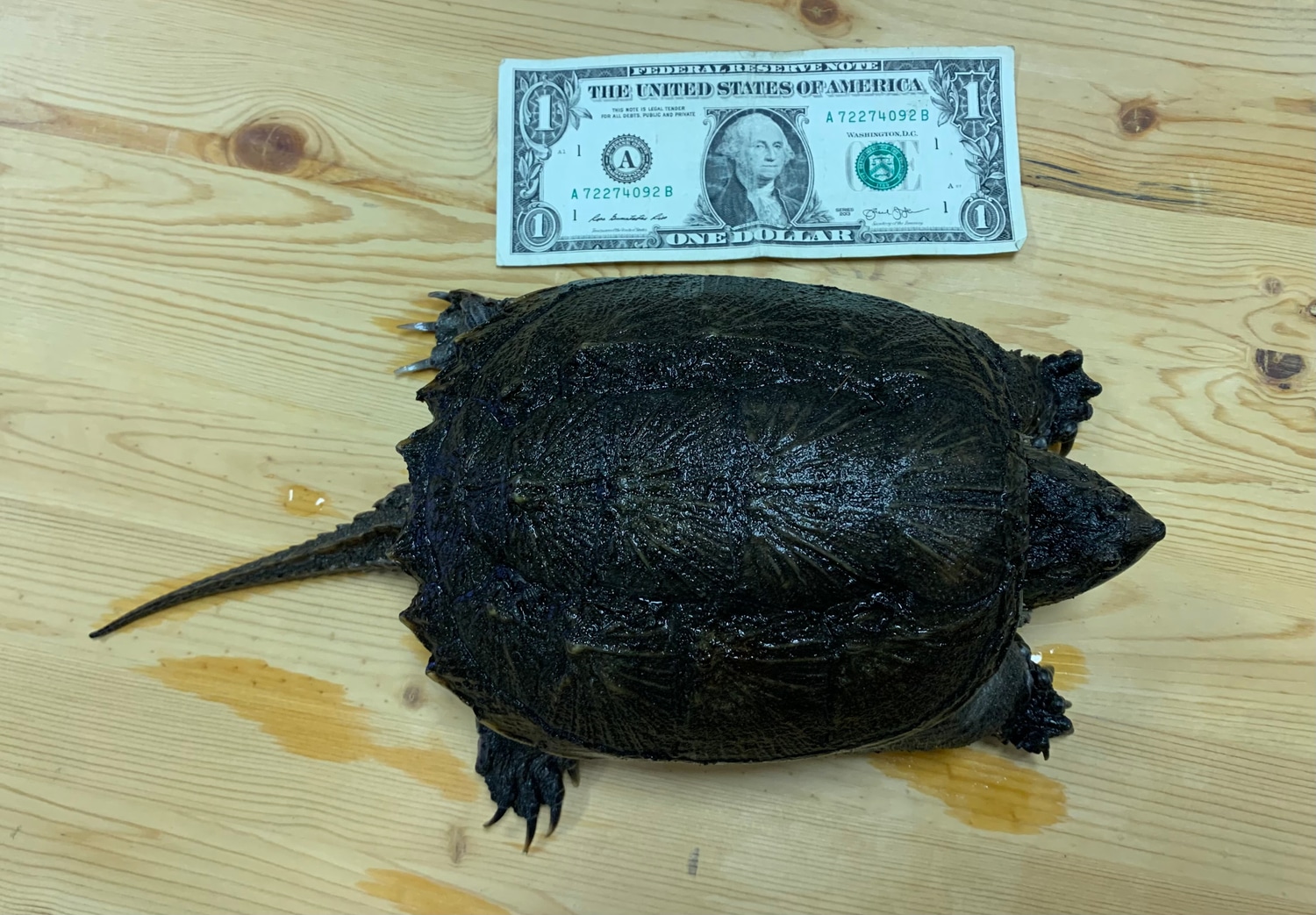 Florida Snapping Turtle by SATOO MorphMarket