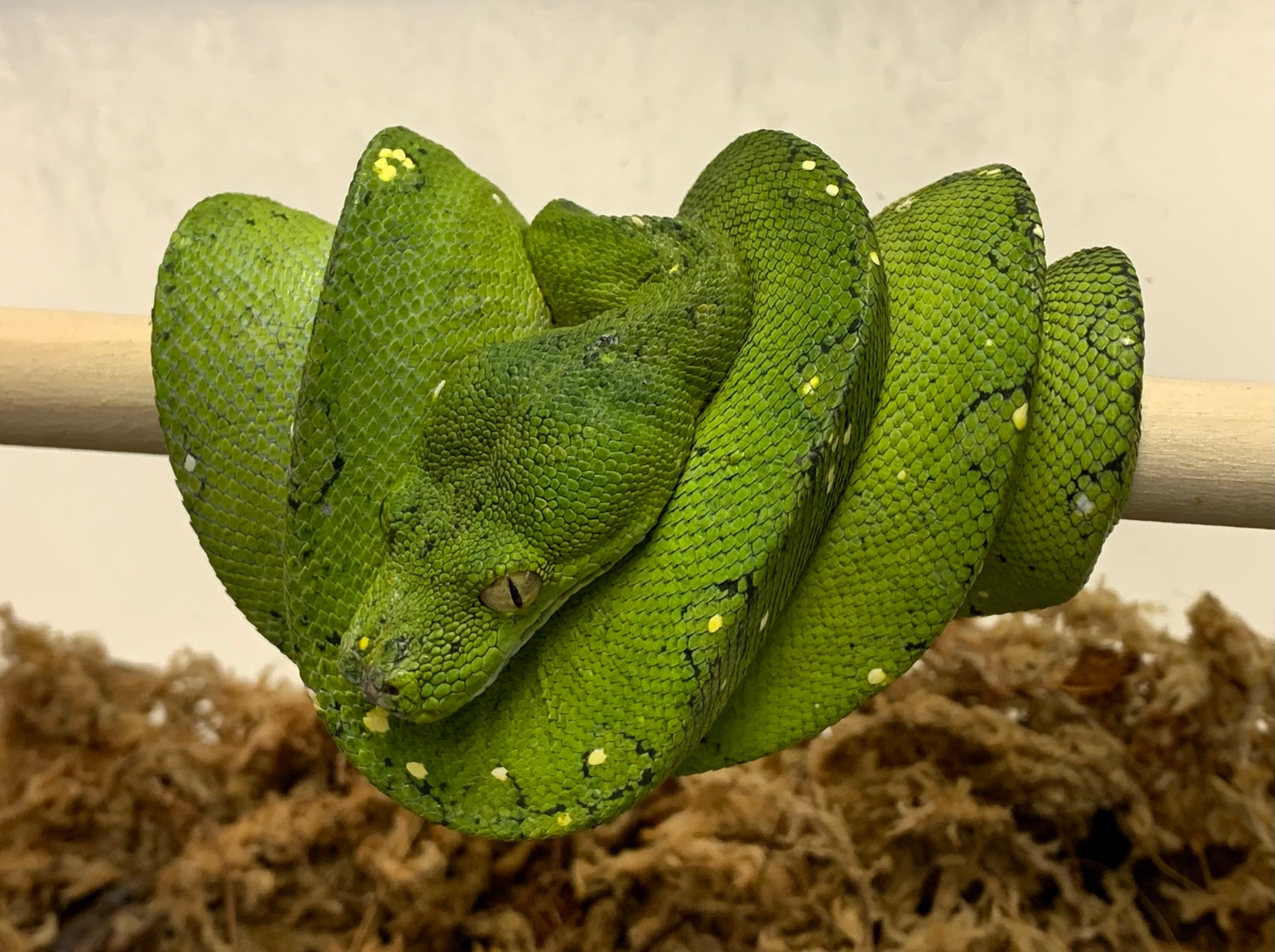 Biak Green Tree Python by SATOO - MorphMarket