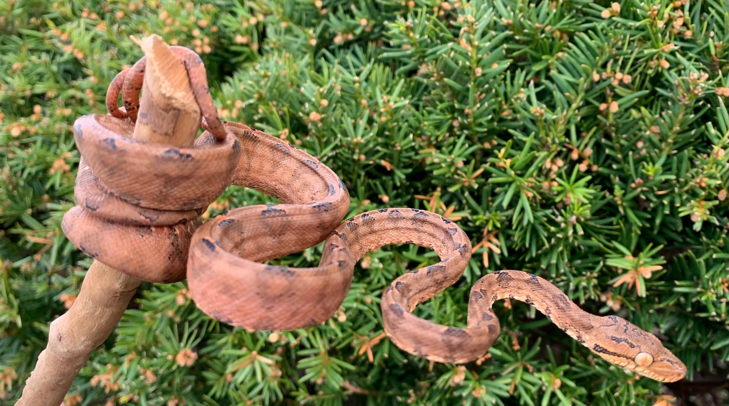Colored Amazon Tree Boa by SATOO MorphMarket