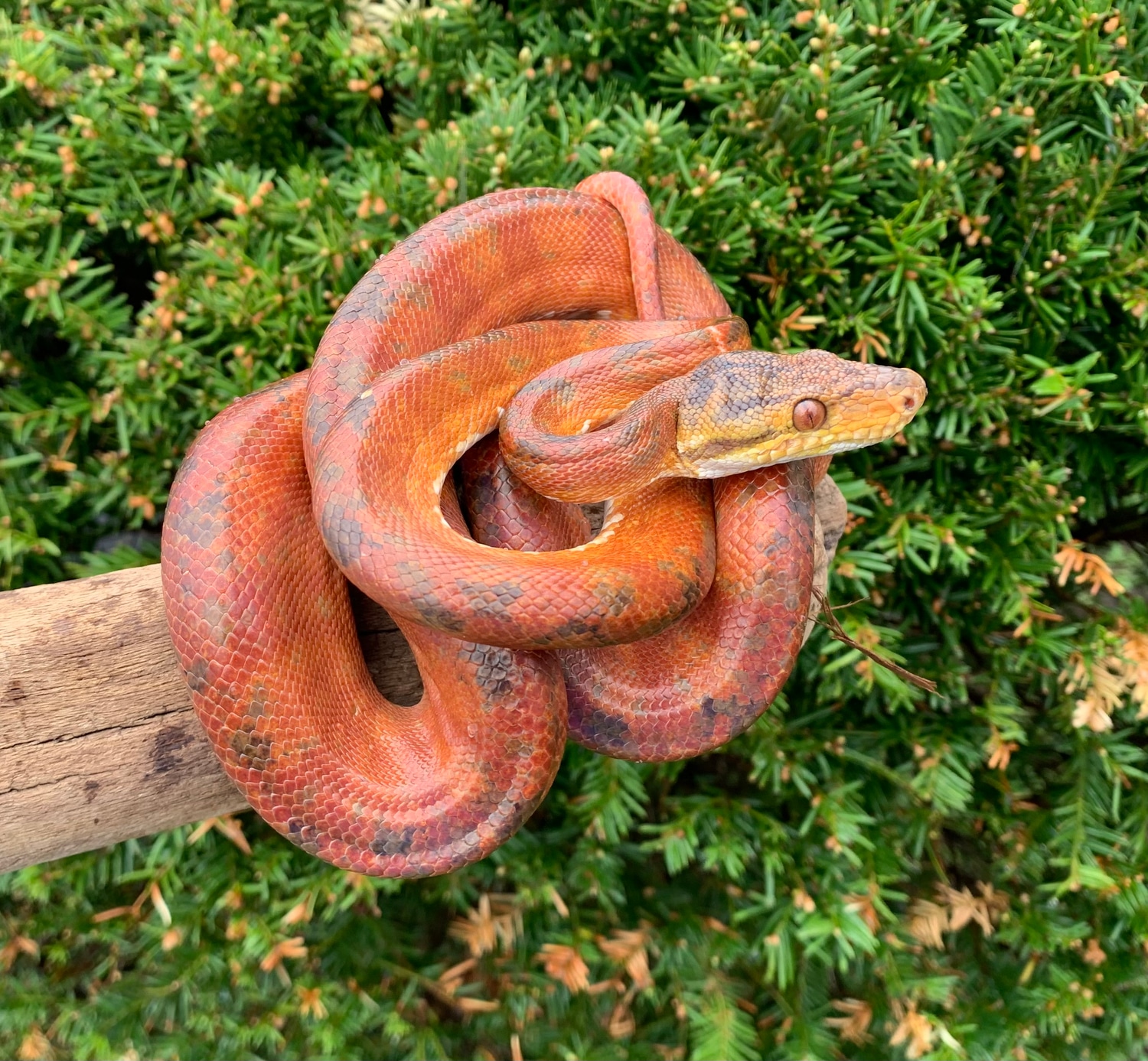 Colored Amazon Tree Boa by SATOO MorphMarket
