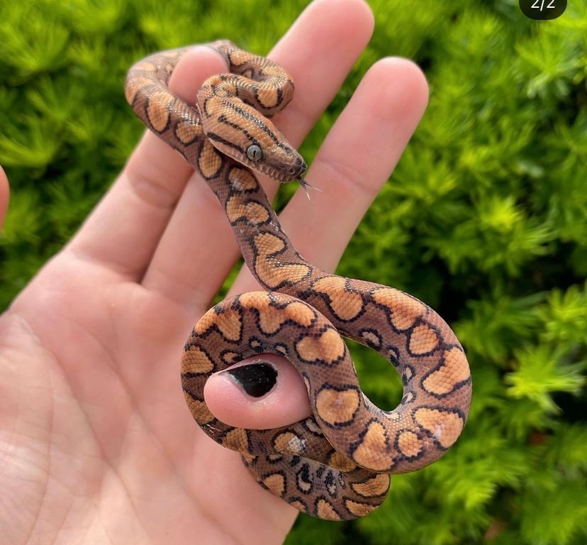 Baby Rainbow Boas Brazilian Rainbow Boa by SATOO MorphMarket