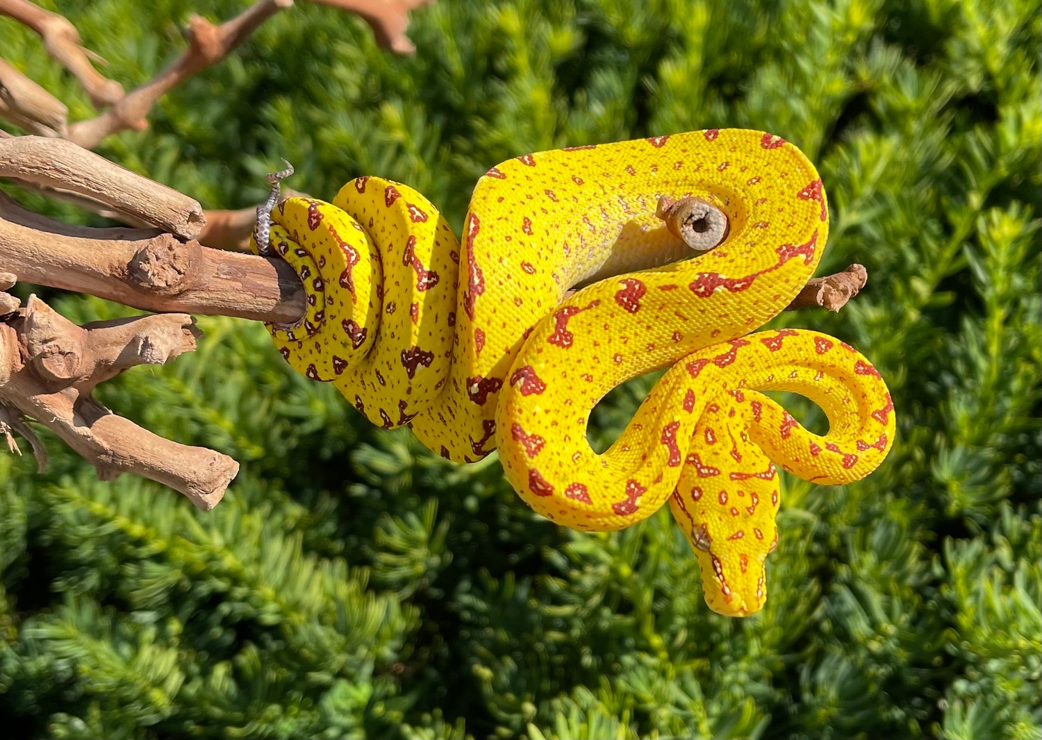 Yellow Biak Green Tree Python by SATOO - MorphMarket