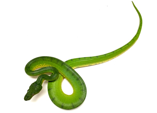 Anaconda Phase Emerald Tree Boa Northern Emerald Tree Boa by