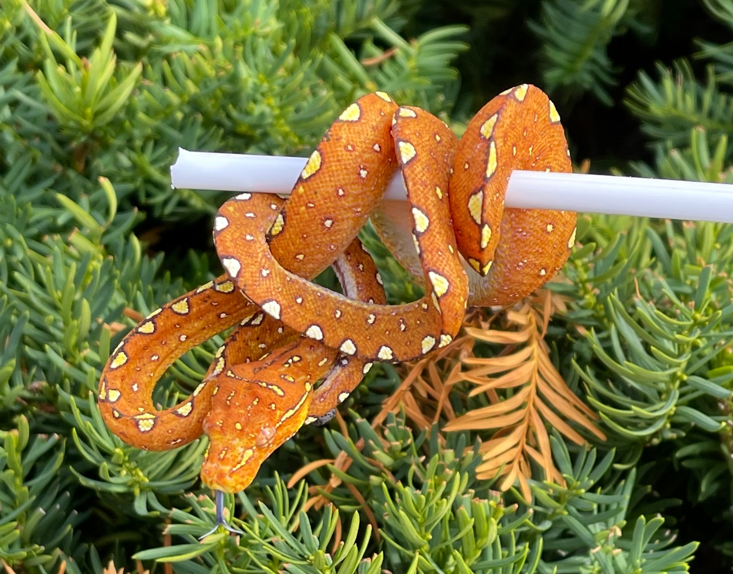 Biak Green Tree Python by SATOO - MorphMarket