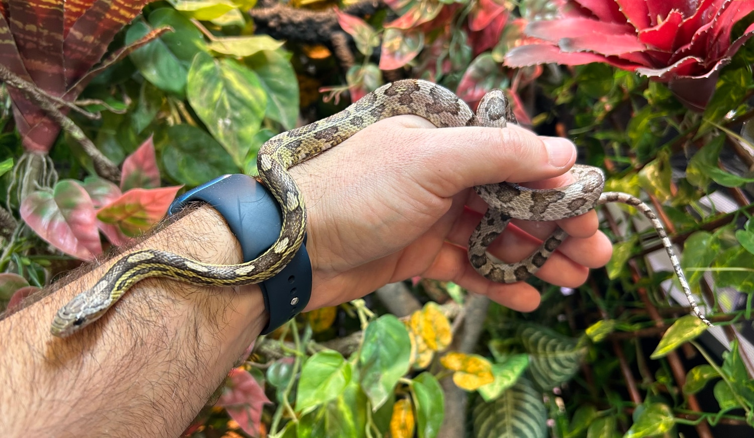 Juvenile Charcoal Corn Snake by SATOO MorphMarket