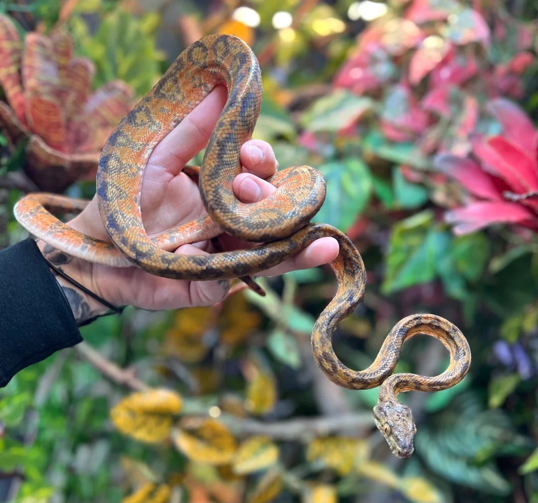 Adult Colored Amazon Tree Boa by SATOO MorphMarket