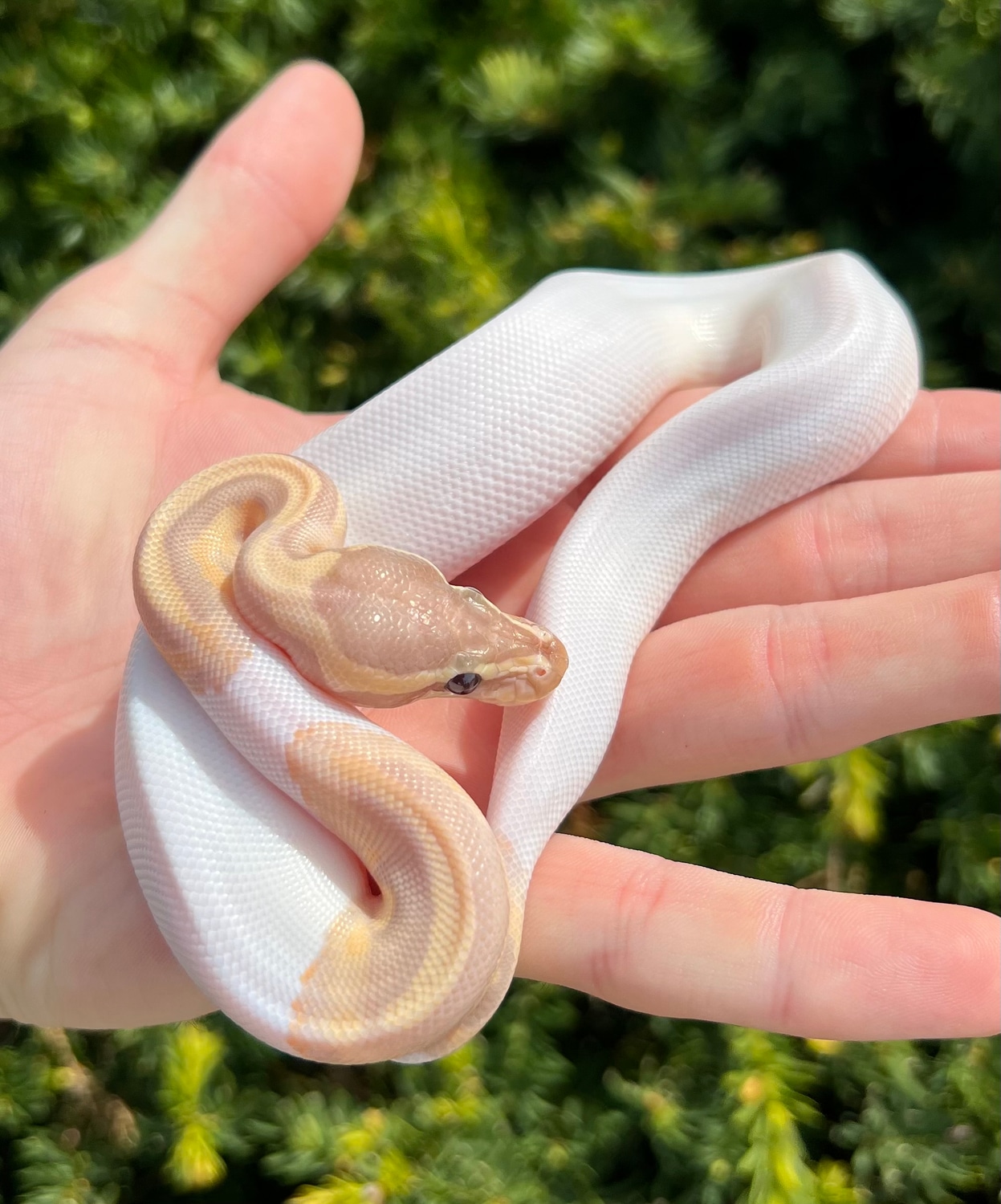HighWhite' Banana Pied Ball Python by SATOO MorphMarket