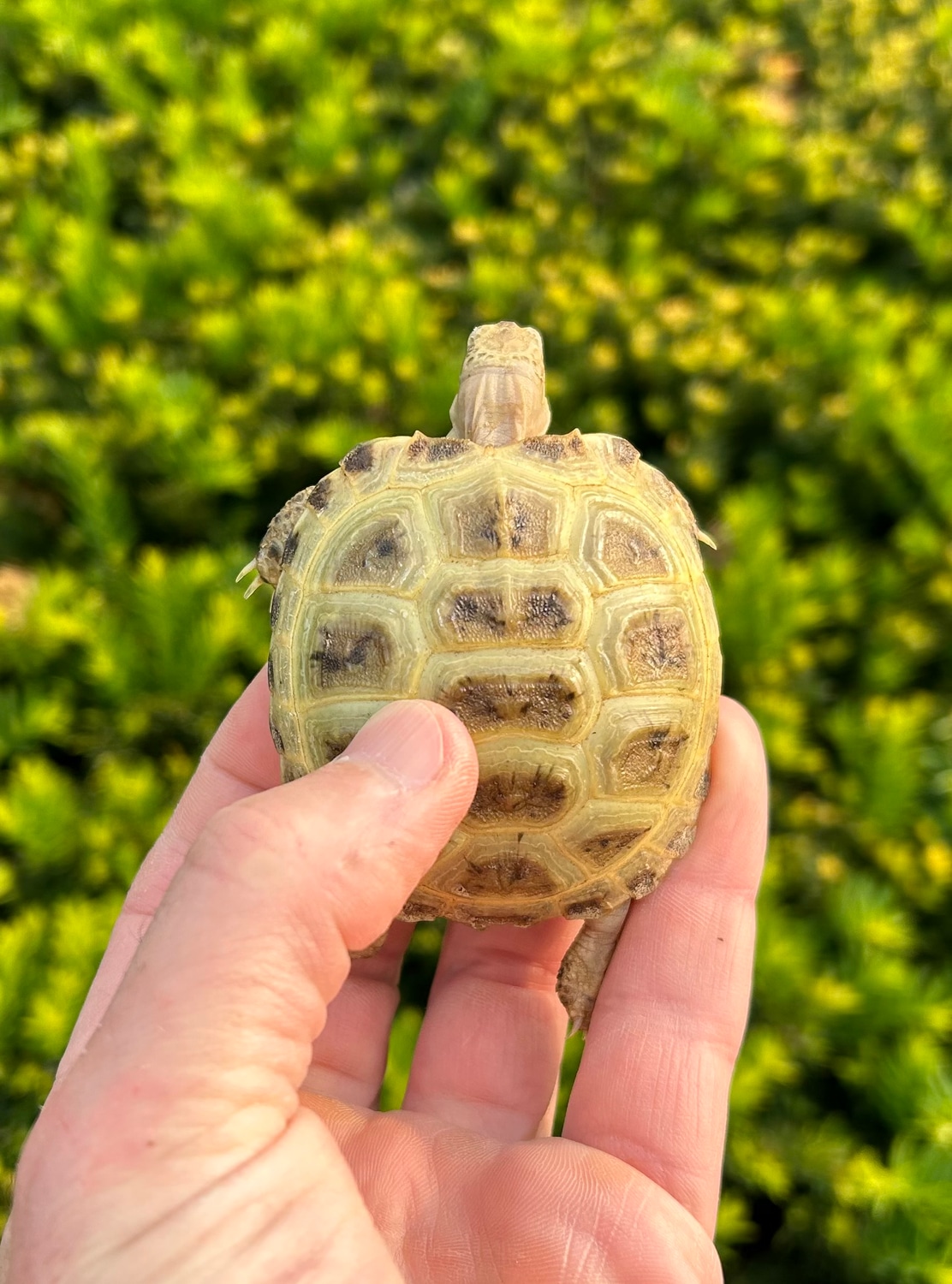 Baby Russian Tortoise by SATOO MorphMarket