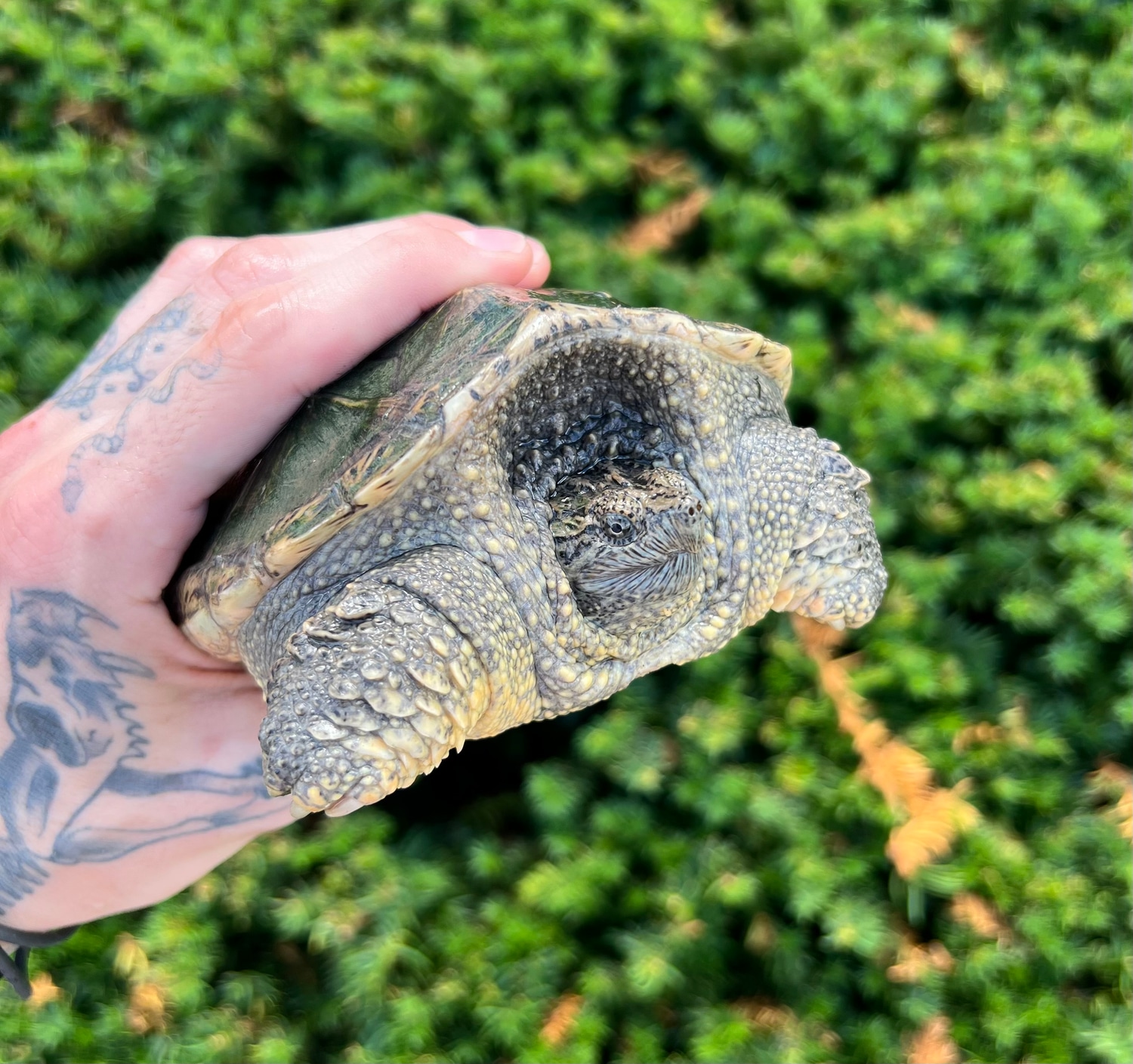 6" Florida Snapping Turtle by SATOO MorphMarket