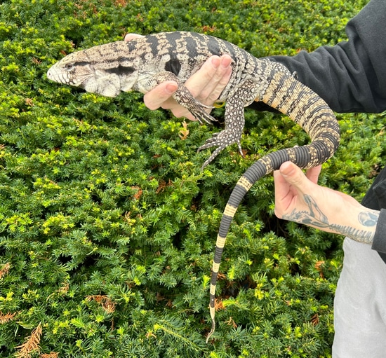 Black And White Tegu TAME Argentine Tegus by SATOO