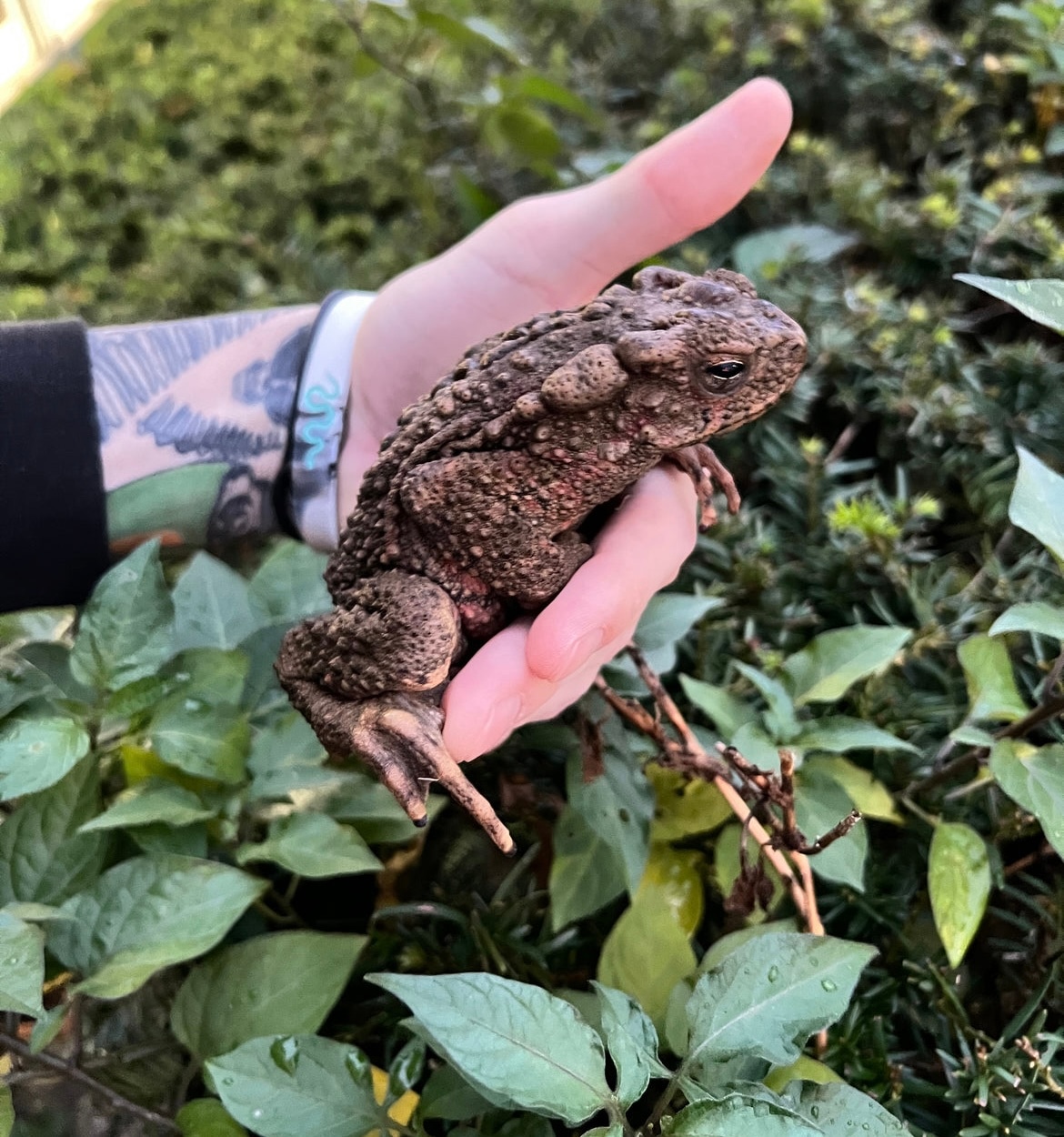 Medium Giant Asian River Toads by SATOO - MorphMarket