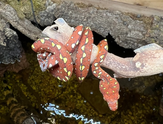 Red Green Tree Python by SATOO