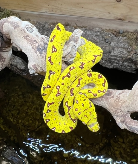 Baby Yellow Green Tree Python by SATOO