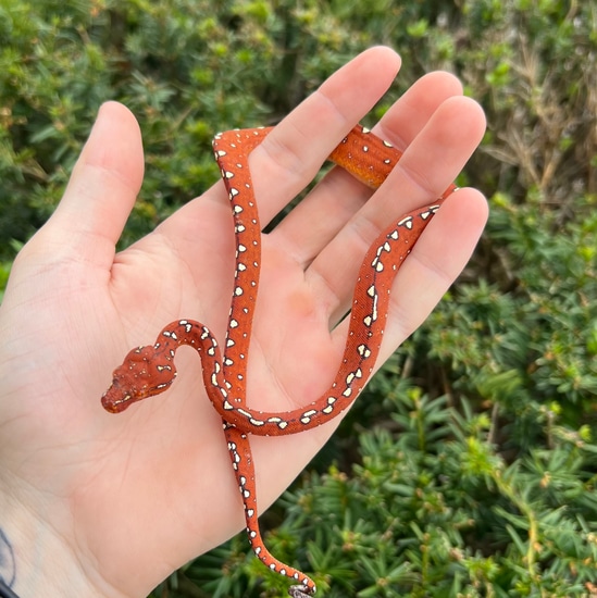 RED Biak Green Tree Python by SATOO