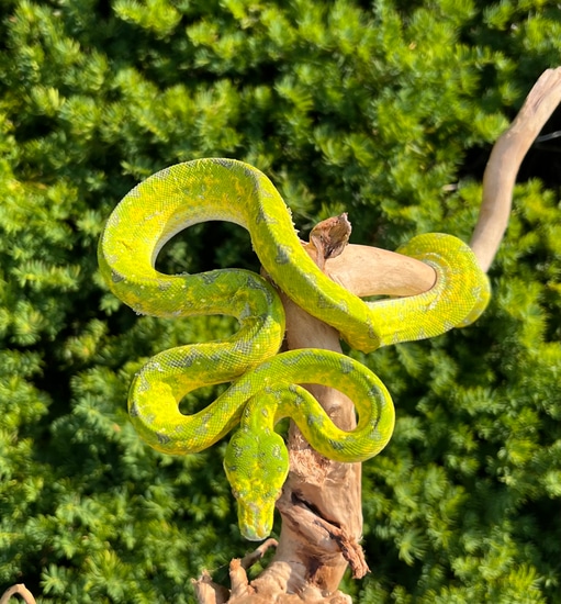 Juvenile Biak Green Tree Python by SATOO