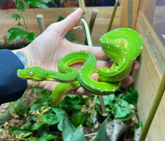 Adult Jayapura Green Tree Python by SATOO