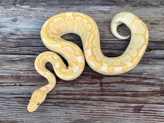 Bamboo Ultramel Ball Python by Savage Constrictors