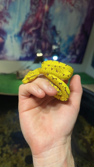 Biak Green Tree Python by Savvy Reptiles LLC