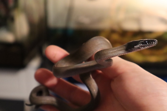 White-Lipped Python by Savvy Reptiles LLC