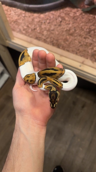 Pied Ball Python by Savvy Reptiles LLC
