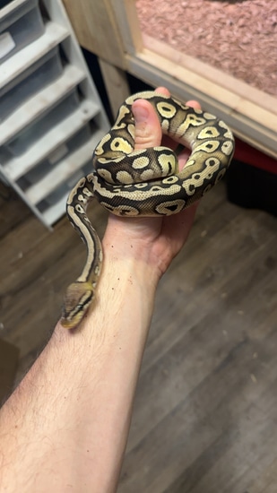Pastel Mojave Het DG 66% Het Caramel Albino 50% Het Hypo Ball Python by ...