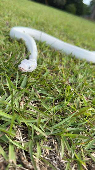 Blue Eyed Lucy Ball Python by Savvy Reptiles LLC