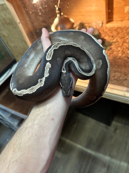 Ghi Mojave Harlequin Ball Python by Savvy Reptiles LLC