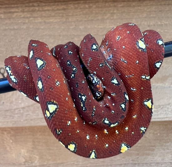 Blueline Outcross Green Tree Python by Sawtooth Range Arboreals
