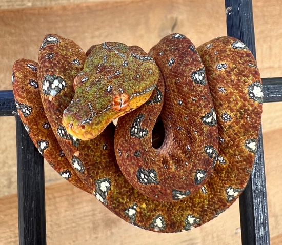 Blueline Outcross Green Tree Python by Sawtooth Range Arboreals