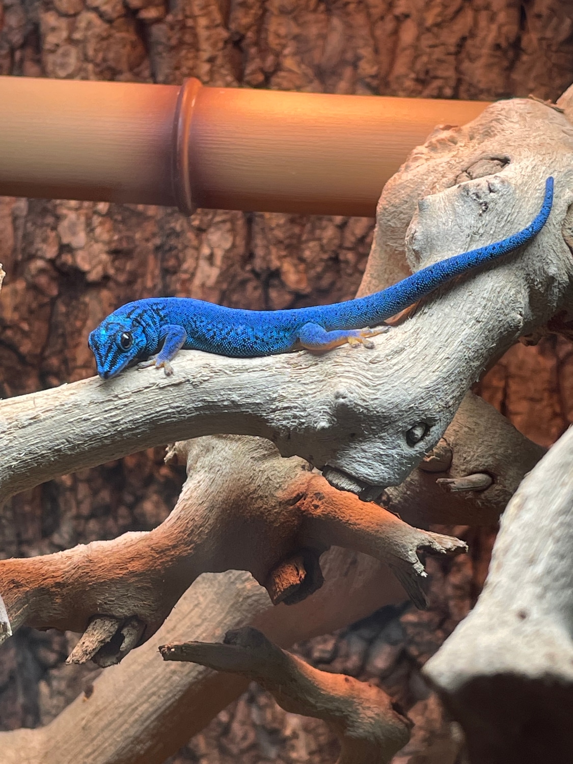 Electric Blue Gecko Pair Day Gecko by Modern Prehistorics MorphMarket
