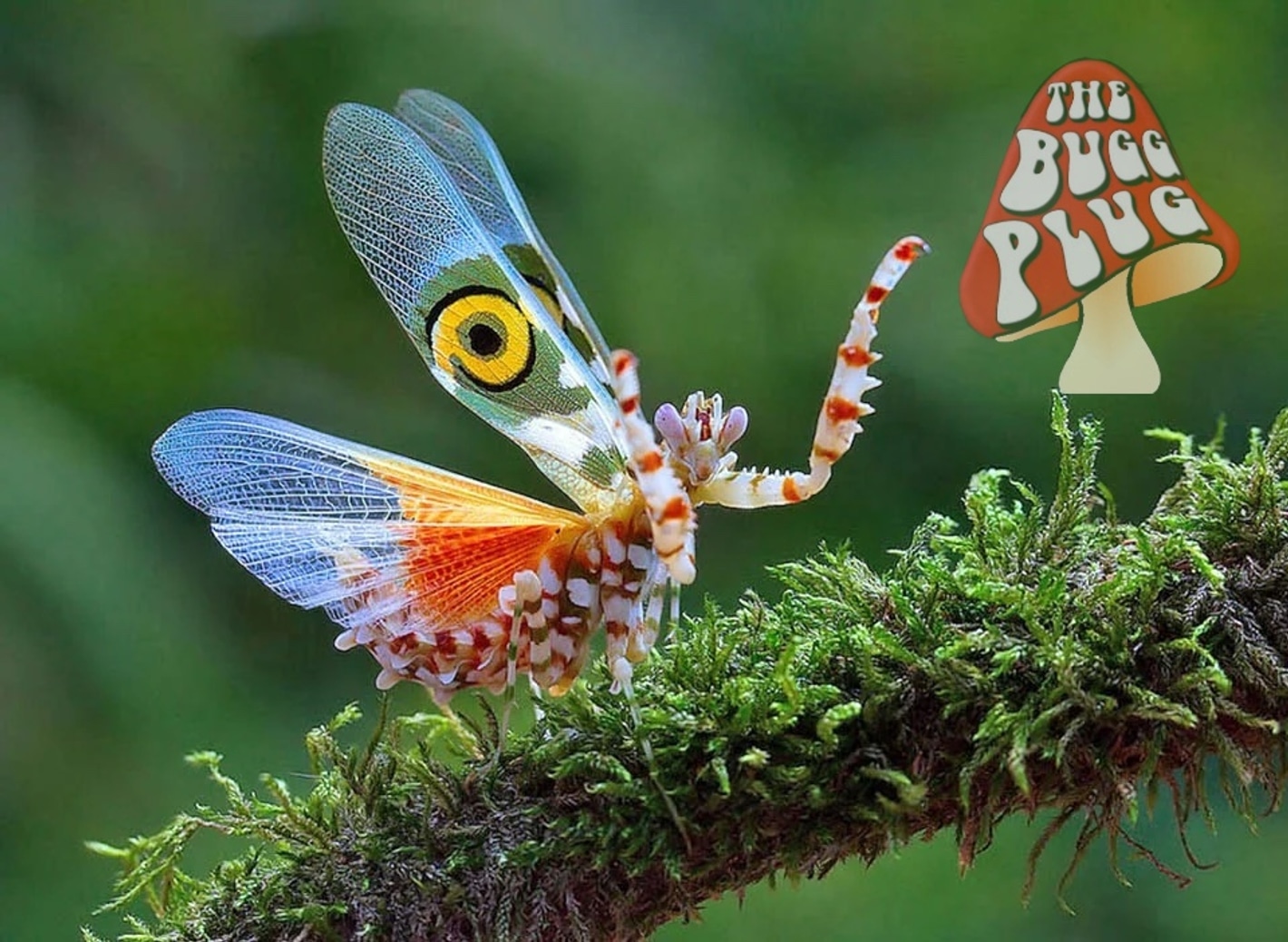 Spiny Flower Mantis ~ Pseudocrebotra Wahlbergii- Nymph L2