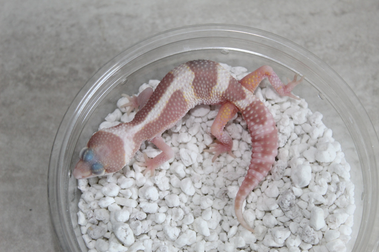 TSF Mack Snow Raptor Leopard Gecko by SB Geckos - MorphMarket