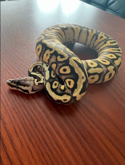 Firefly Orange Dream Yellow Belly Ball Python by Superlative Sam's Snakes