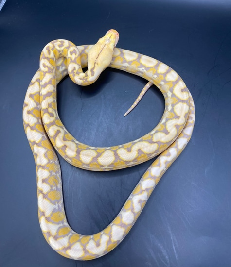 Dwarf Purple Albino 66% Het Anery (Snow) 37.5% Kalatoa 12.5% Jampea ...